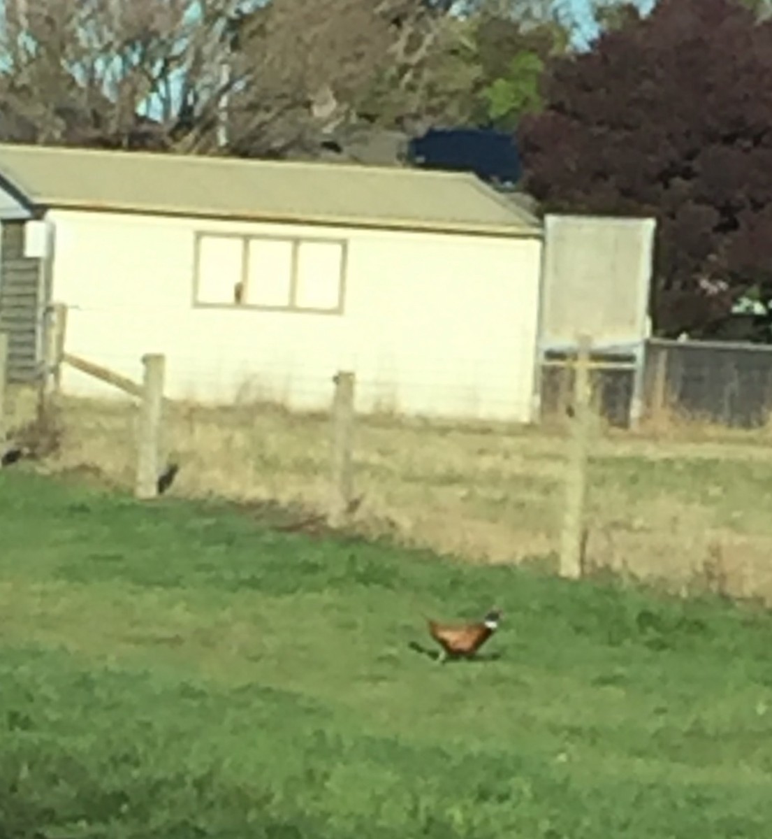 Ring-necked Pheasant - ML621228044