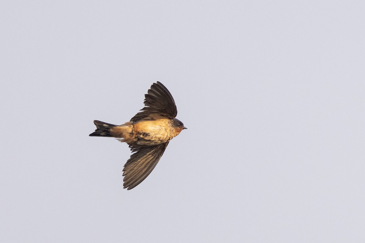 Red-throated Swallow - Niall D Perrins