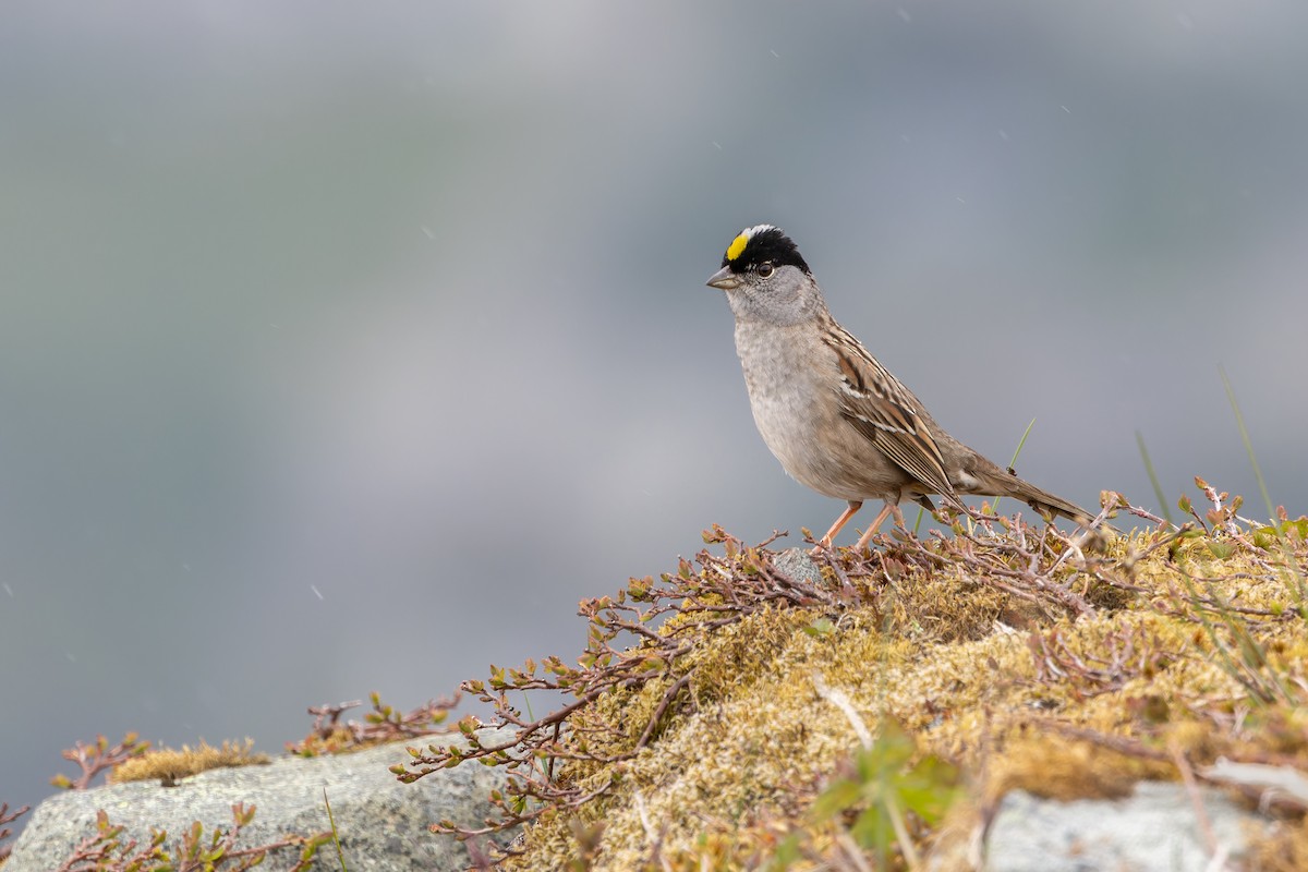 Golden-crowned Sparrow - ML621228064