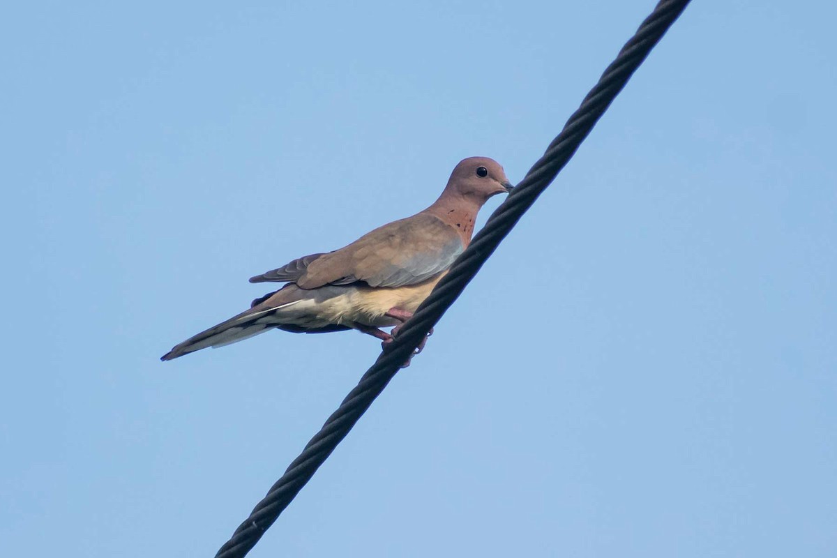 Laughing Dove - ML621228065