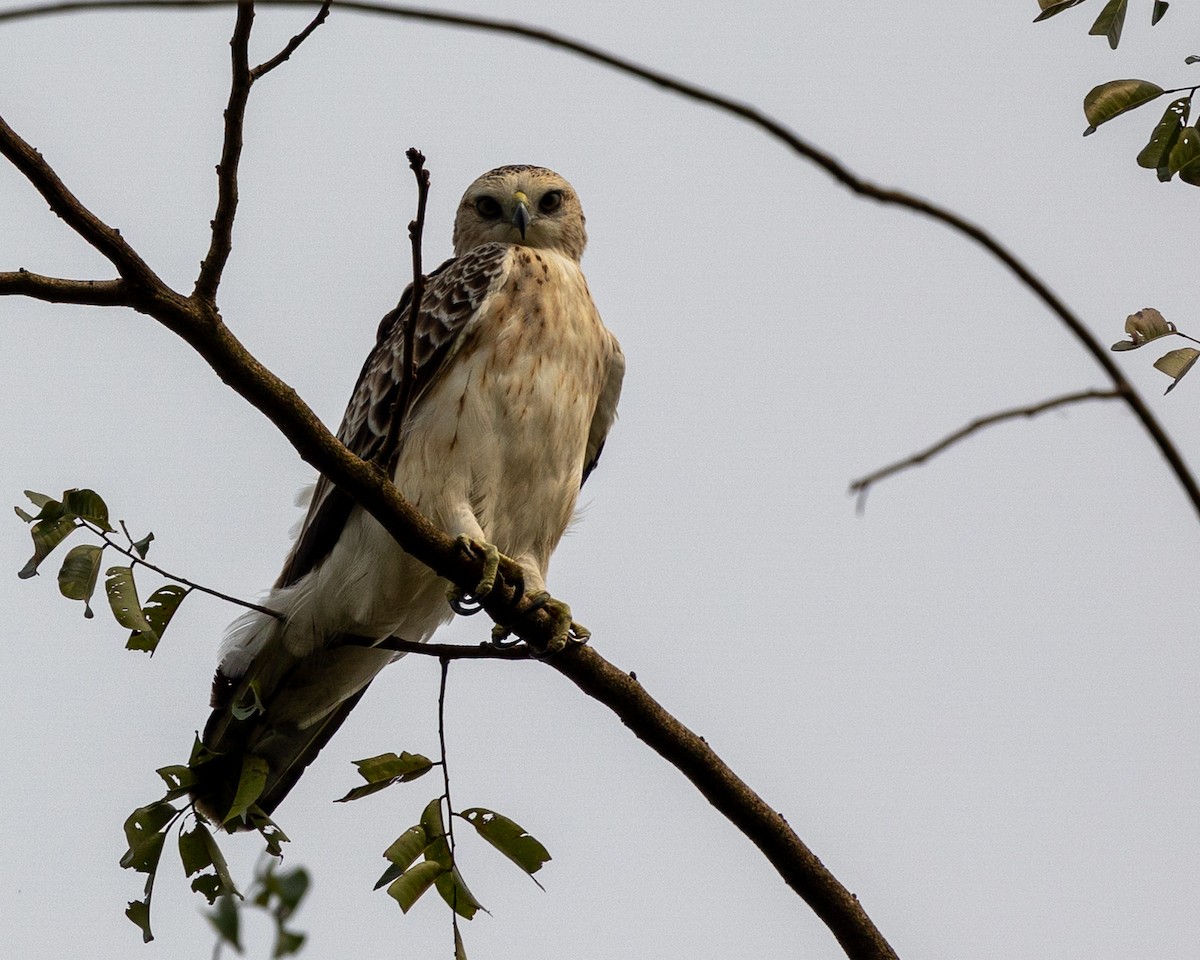 Wahlberg's Eagle - ML621228074