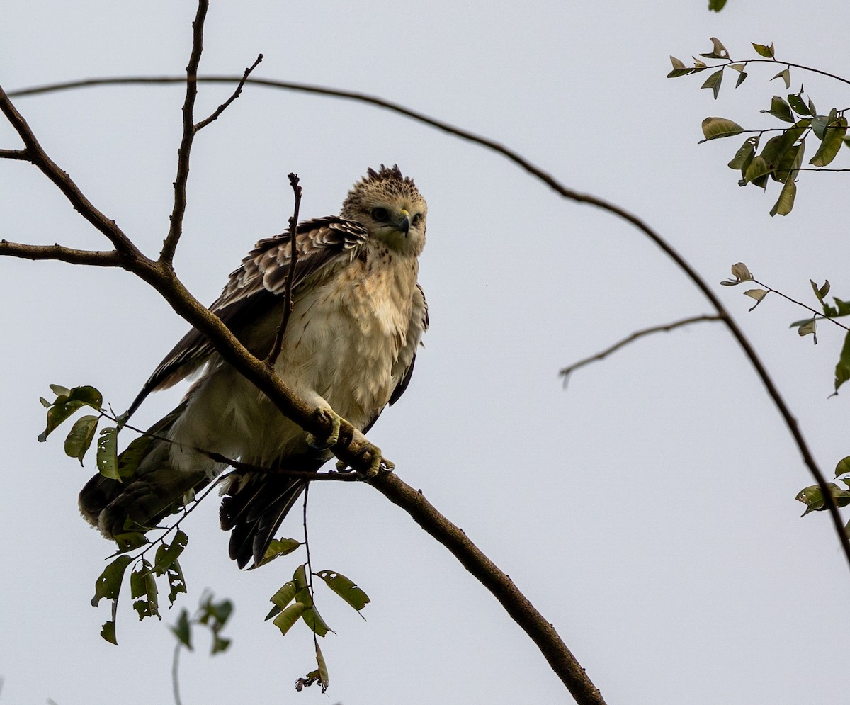 orel Wahlbergův - ML621228075