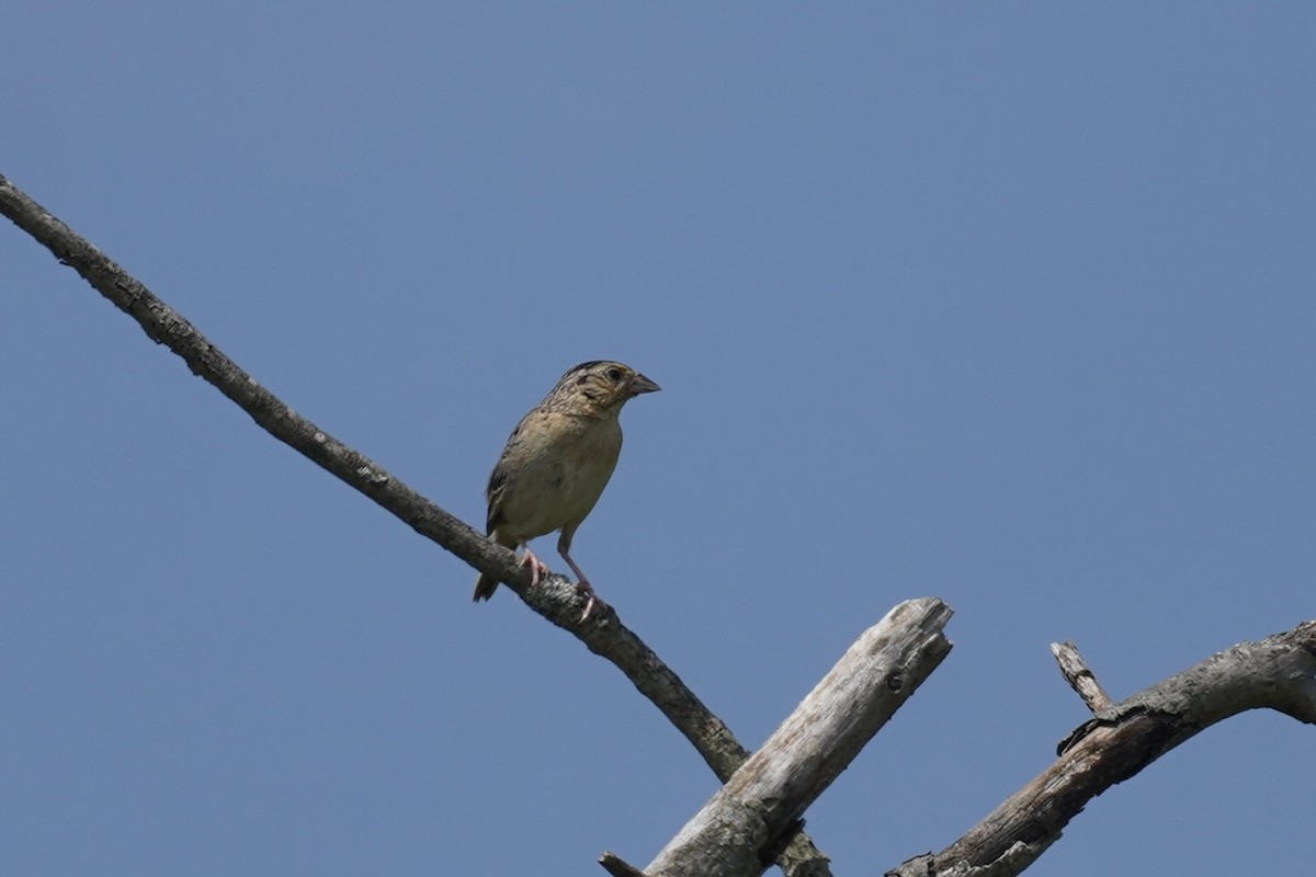 Grasshopper Sparrow - ML621228097