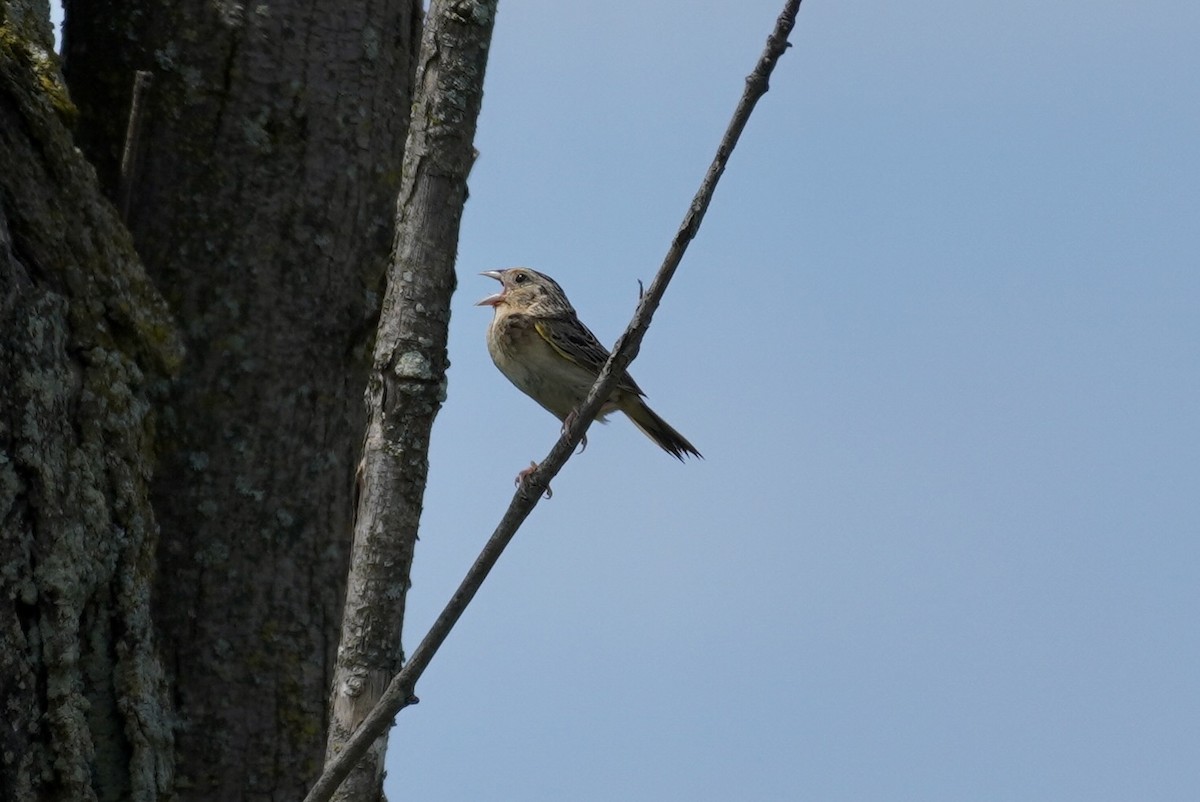 Grasshopper Sparrow - ML621228098