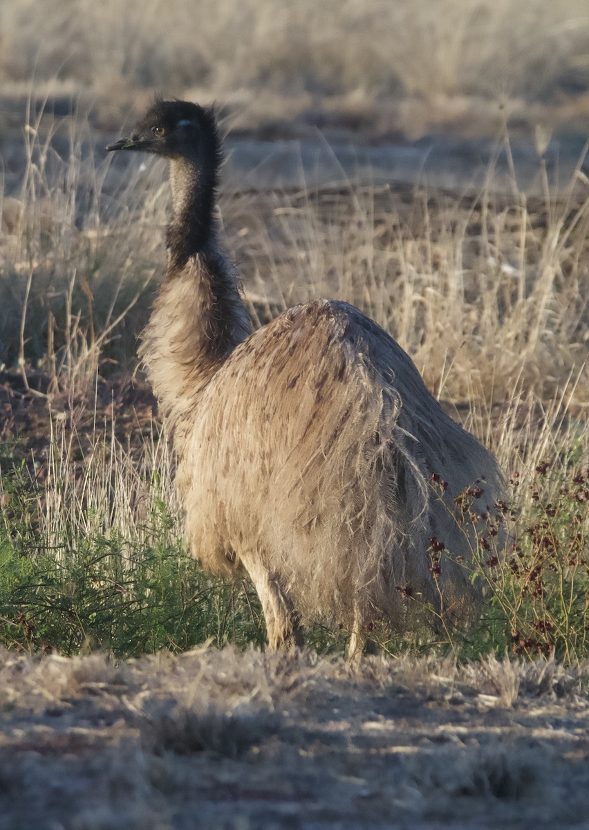 emu hnědý - ML621228104