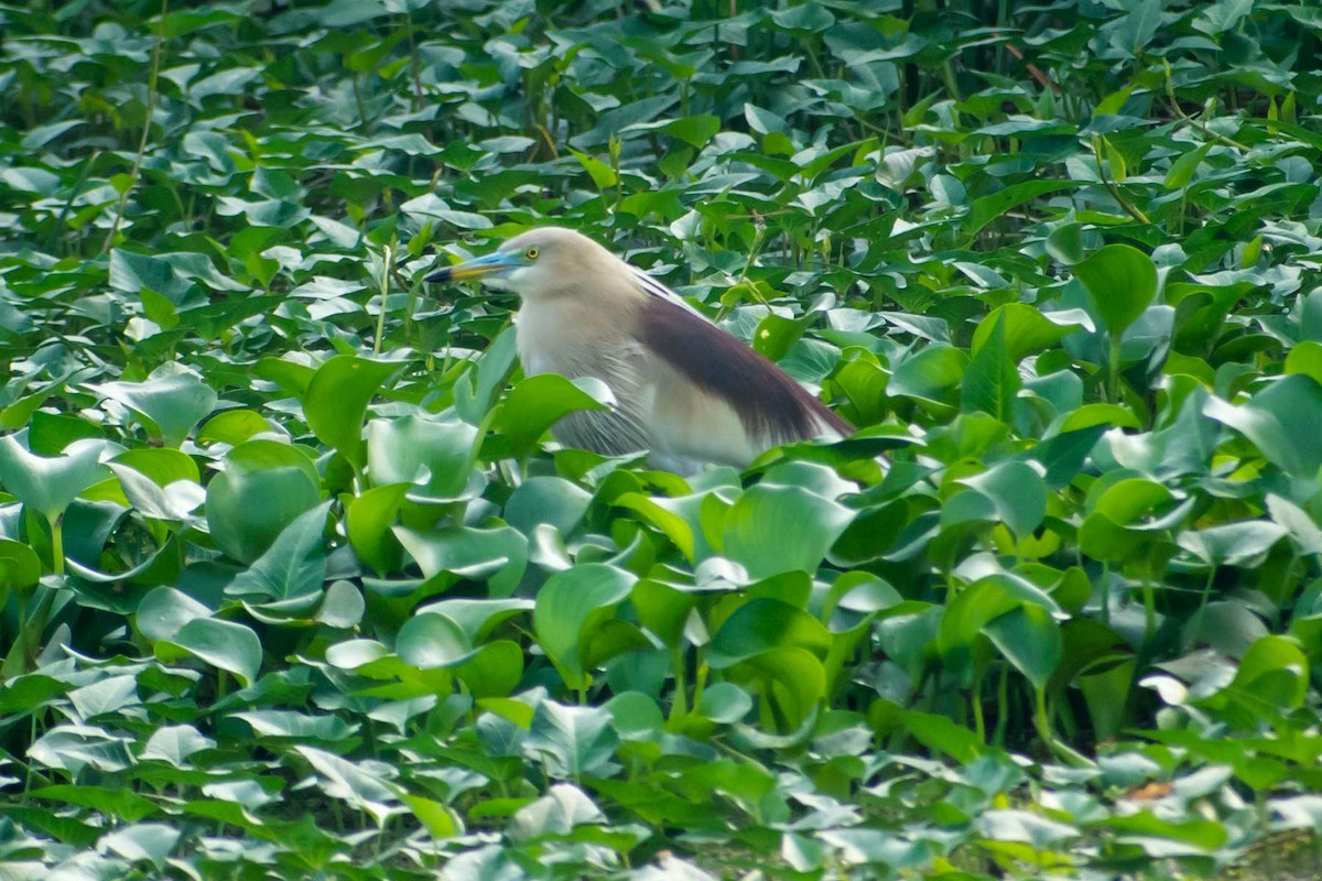 Indian Pond-Heron - ML621228115