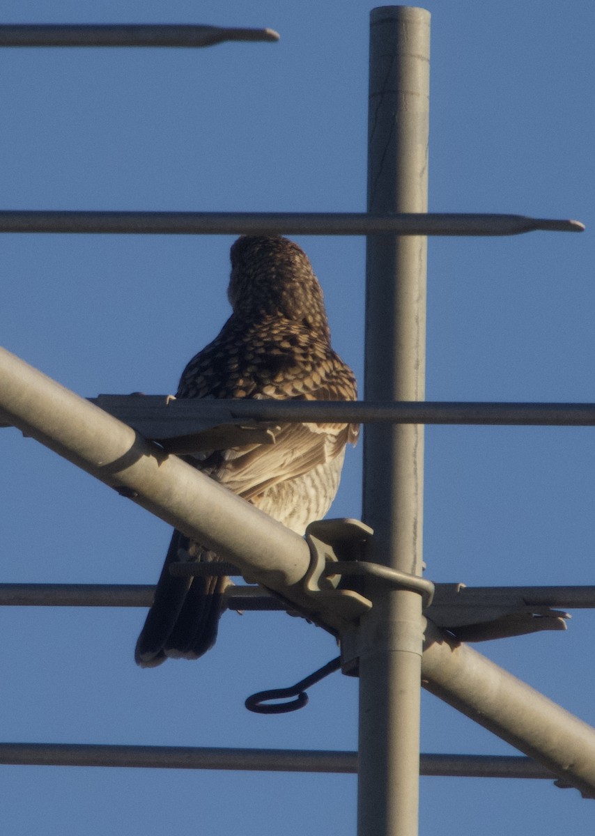Spotted Bowerbird - ML621228149