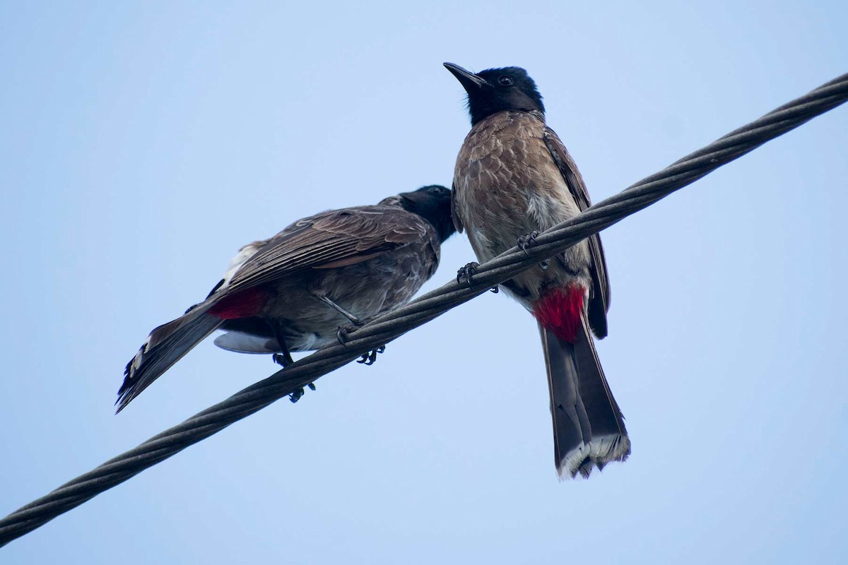 Red-vented Bulbul - ML621228152
