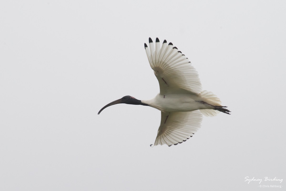 ibis australský - ML621228153