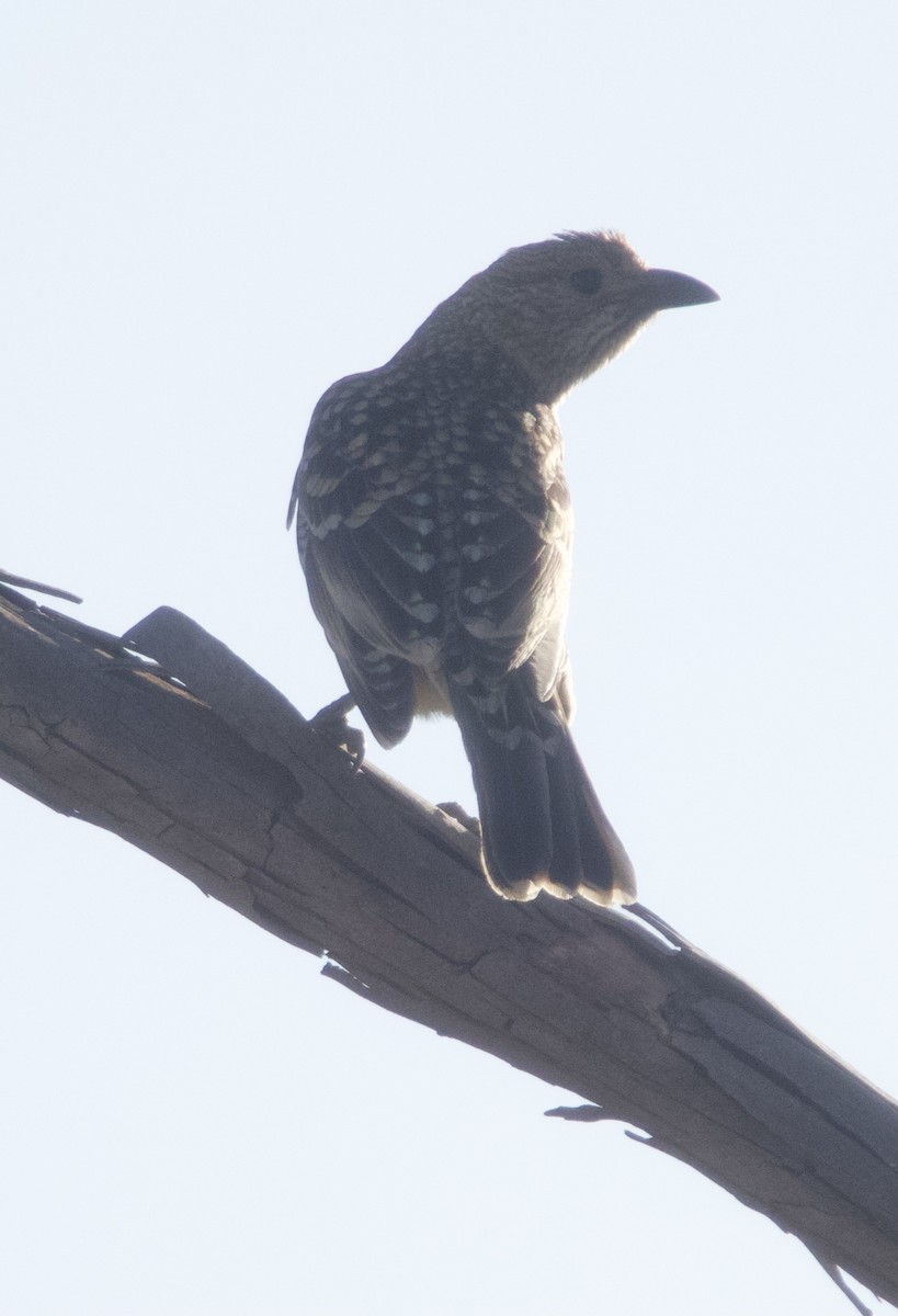 Spotted Bowerbird - ML621228154