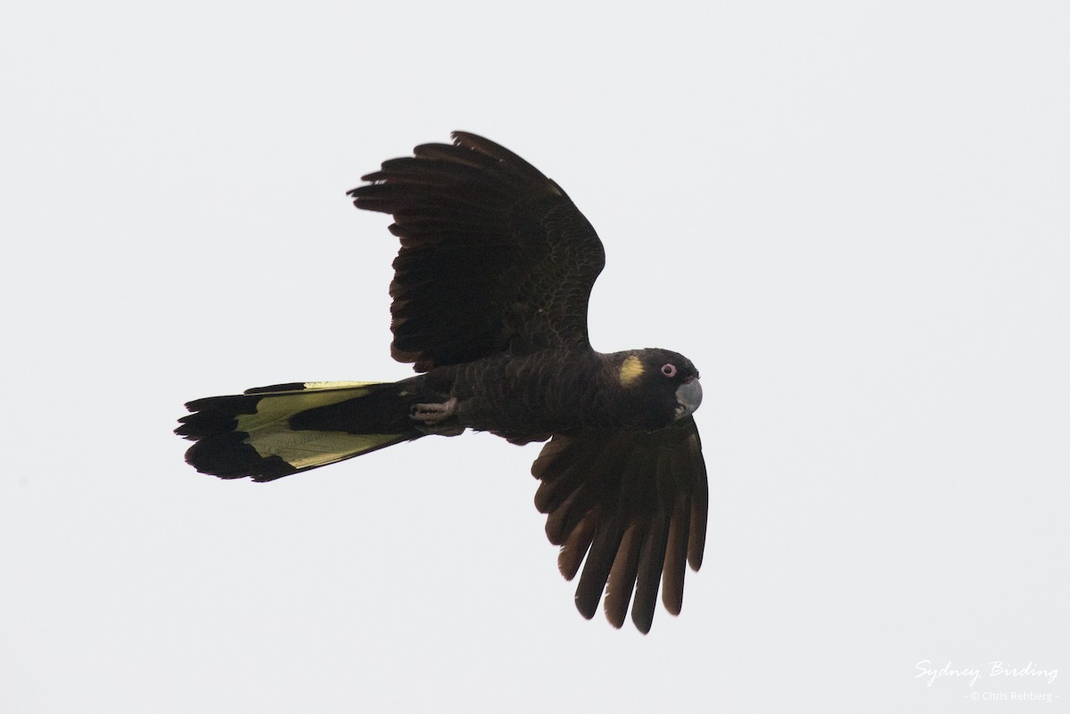Yellow-tailed Black-Cockatoo - ML621228160