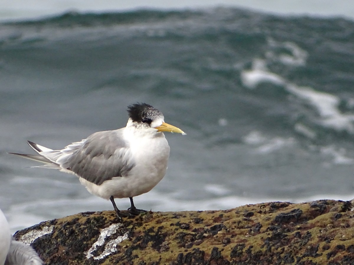 Great Crested Tern - ML621228200
