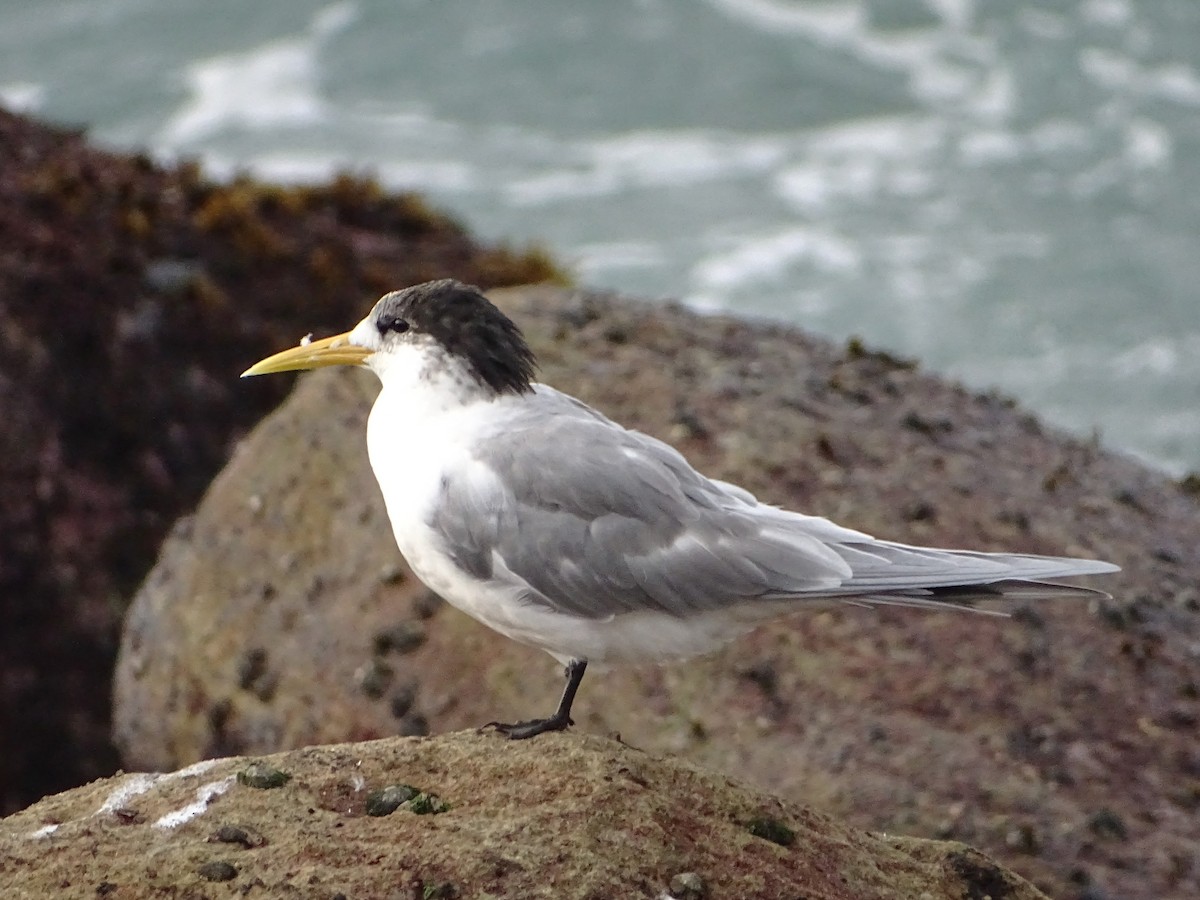 Great Crested Tern - ML621228202