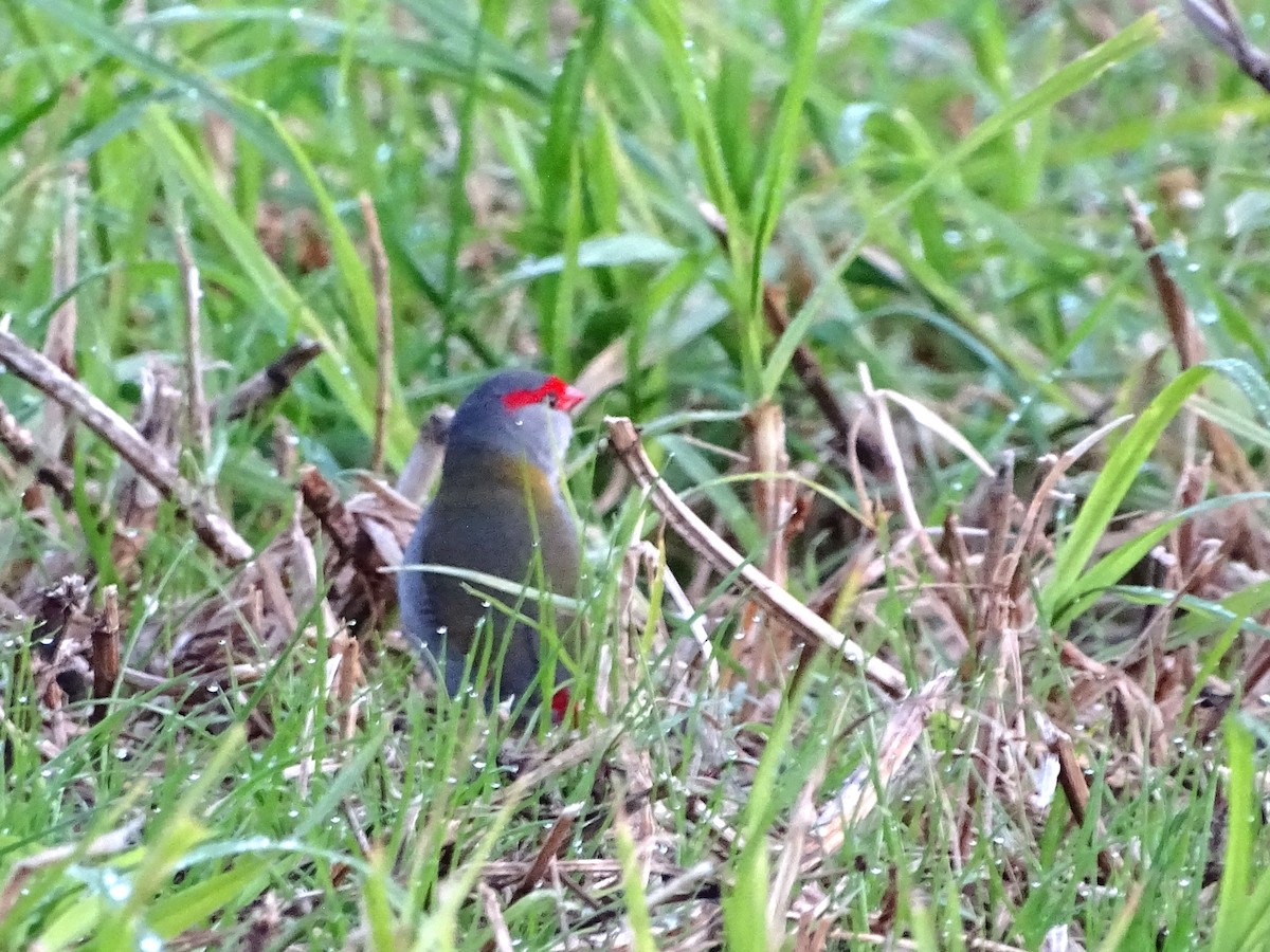 Red-browed Firetail - ML621228204
