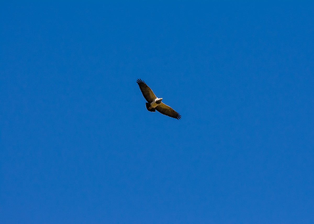Black-chested Buzzard-Eagle - ML621228207
