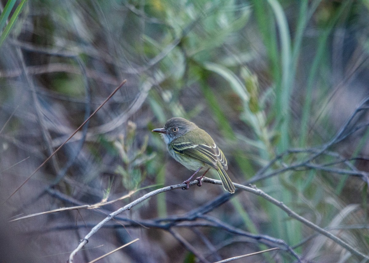 Pearly-vented Tody-Tyrant - ML621228221