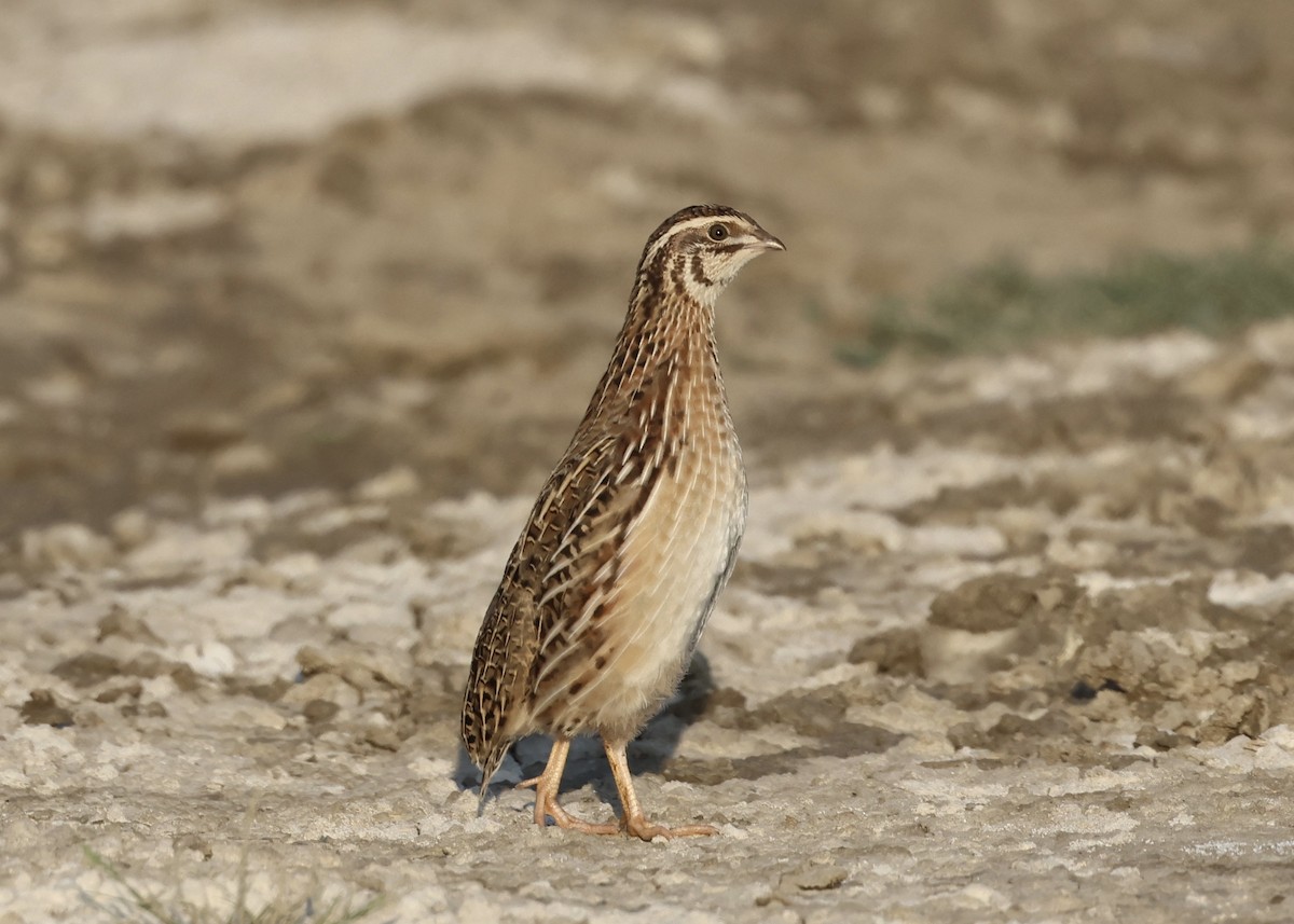 Common Quail - Cihan Babuccu