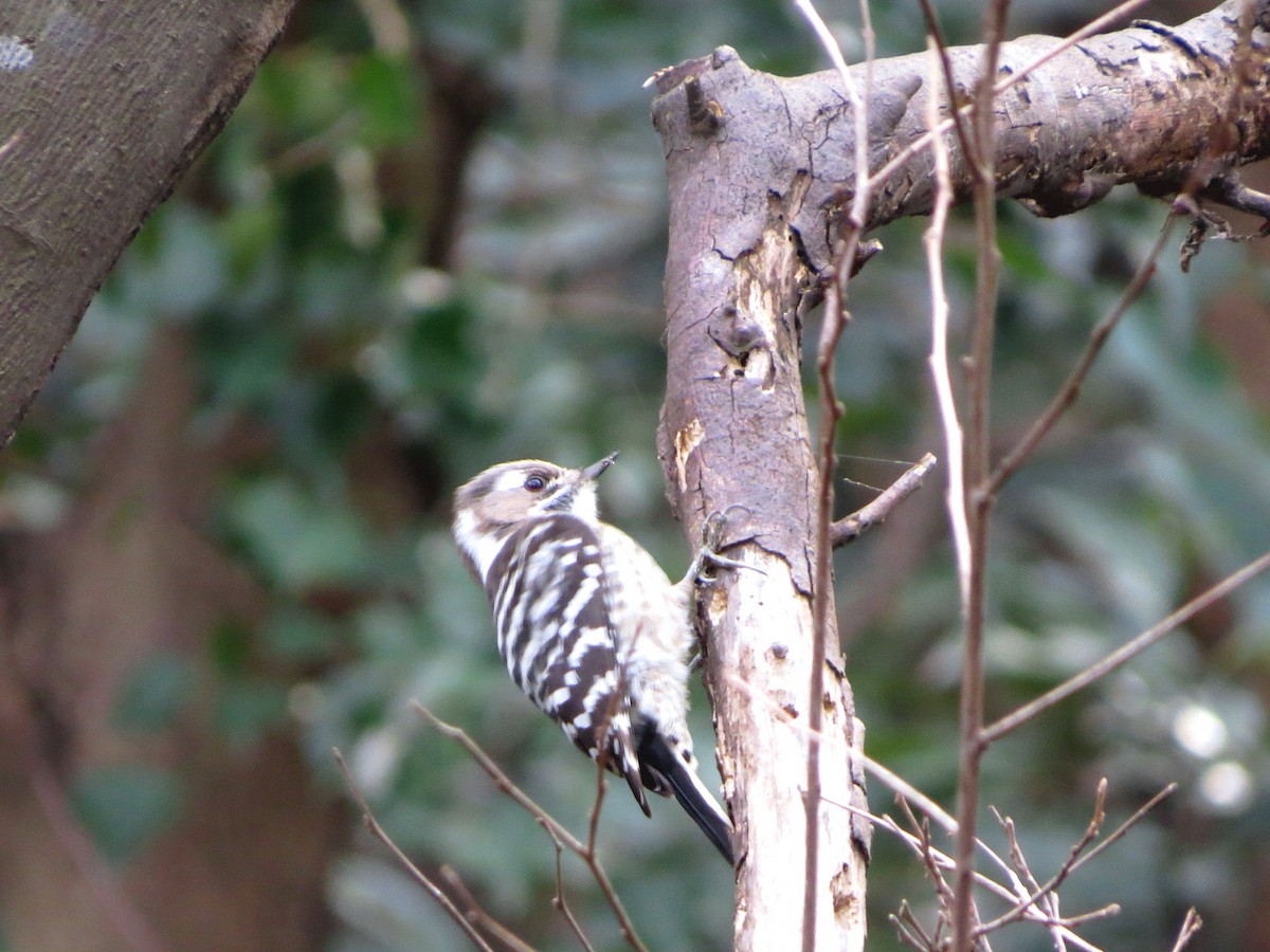 Japanese Pygmy Woodpecker - ML621228273