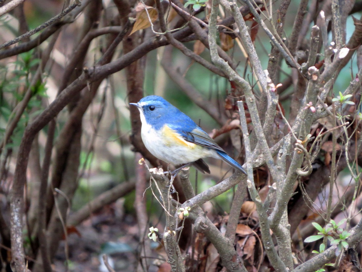 Red-flanked Bluetail - ML621228280