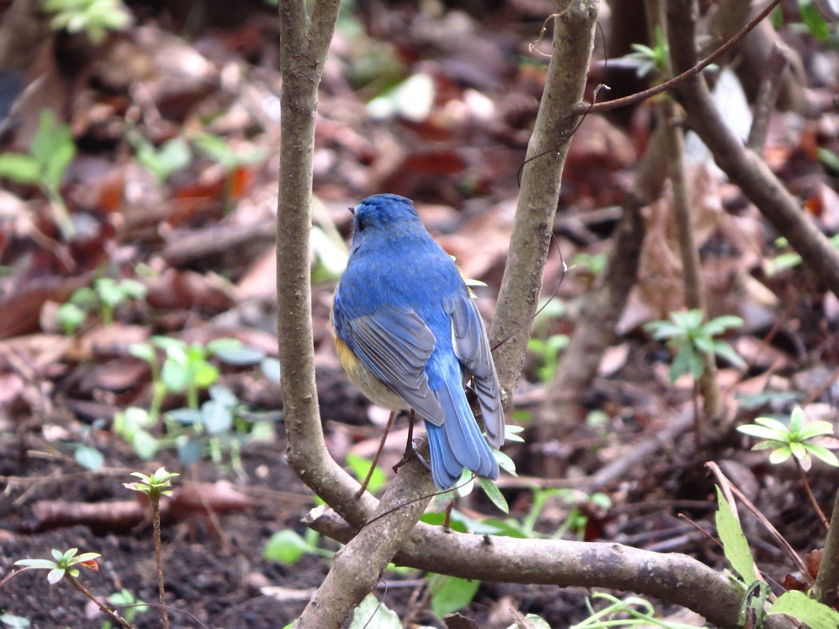 Red-flanked Bluetail - ML621228284