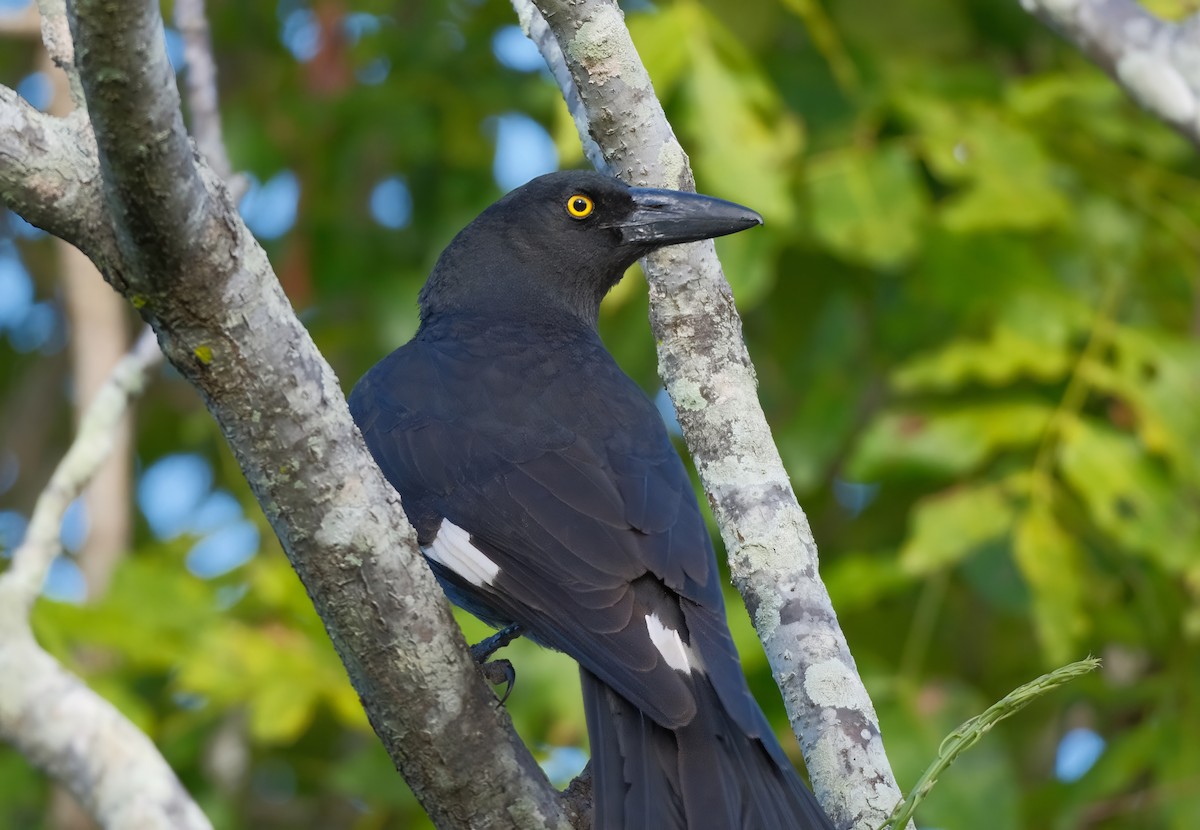 Pied Currawong - ML621228303