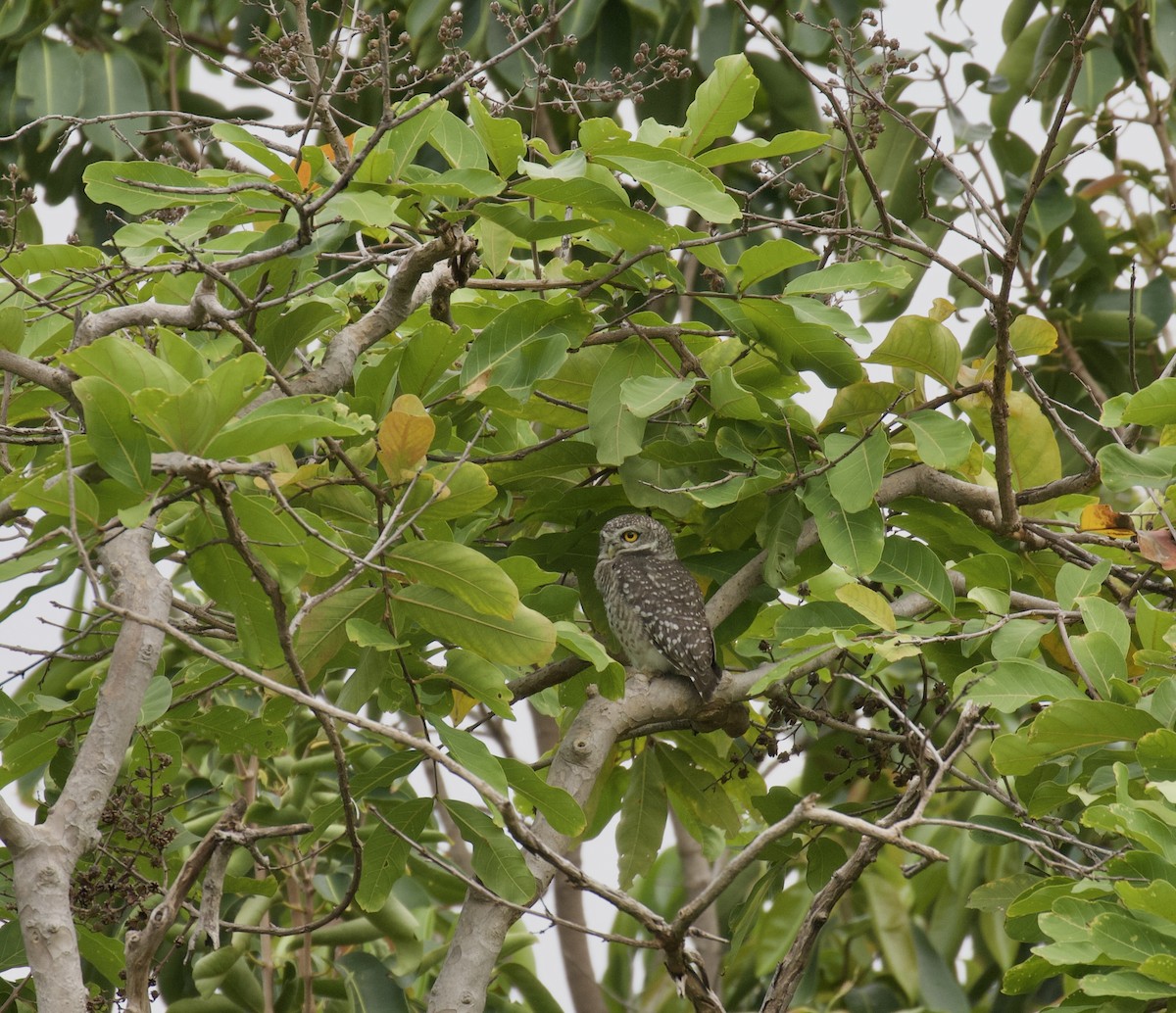 Spotted Owlet - ML621228330