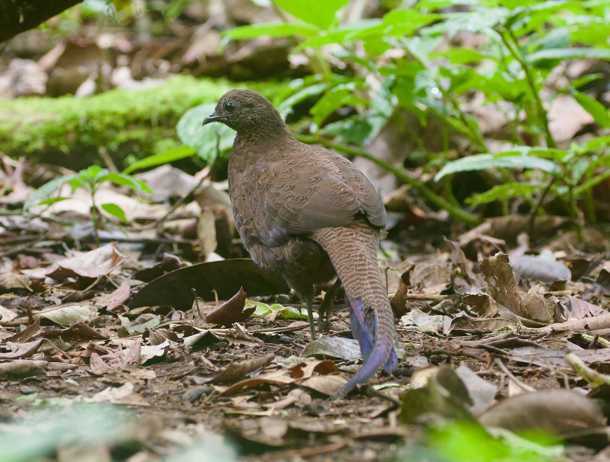 Bronze-tailed Peacock-Pheasant - ML621228382