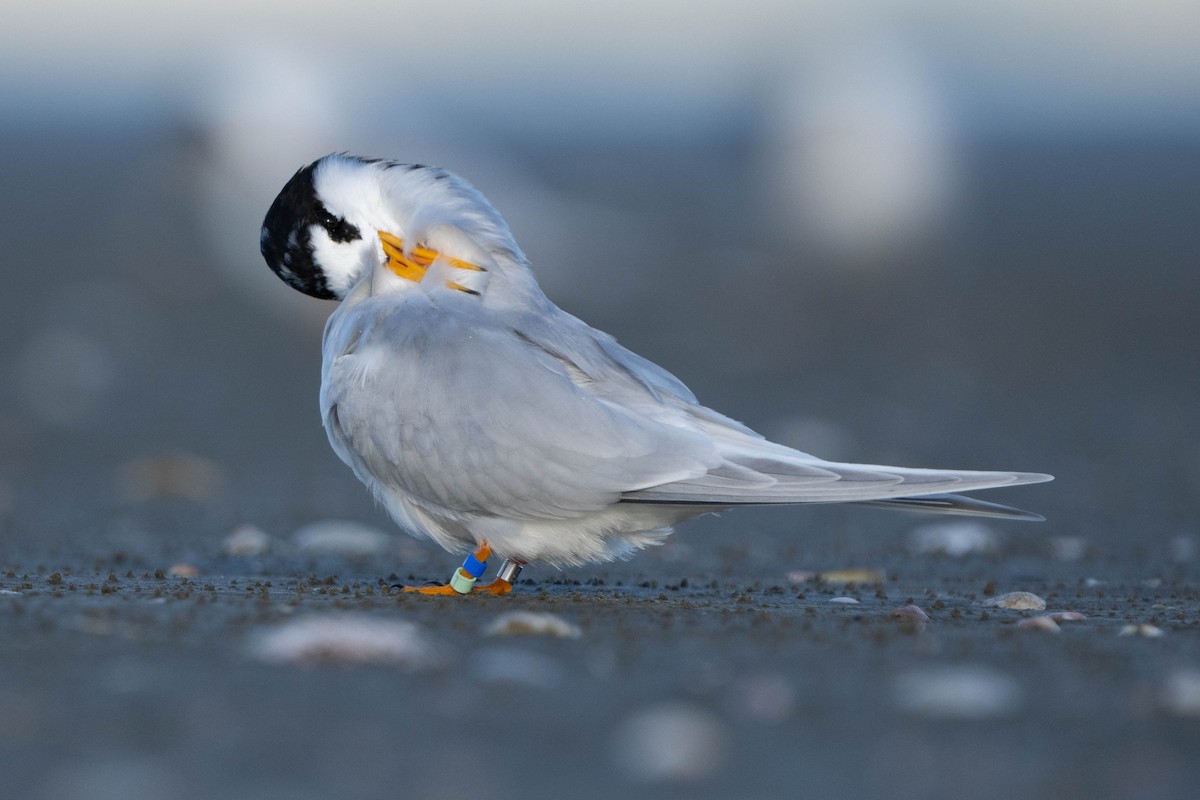 Australian Fairy Tern - ML621228386