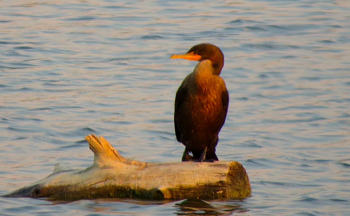 Double-crested/Neotropic Cormorant - Ted Floyd