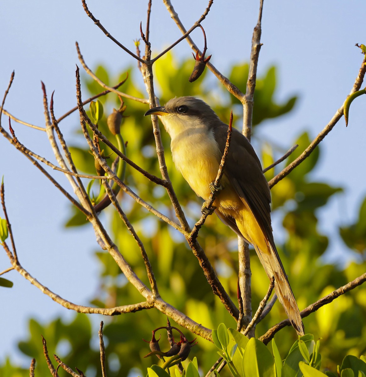 Mangrove Cuckoo - ML621228457