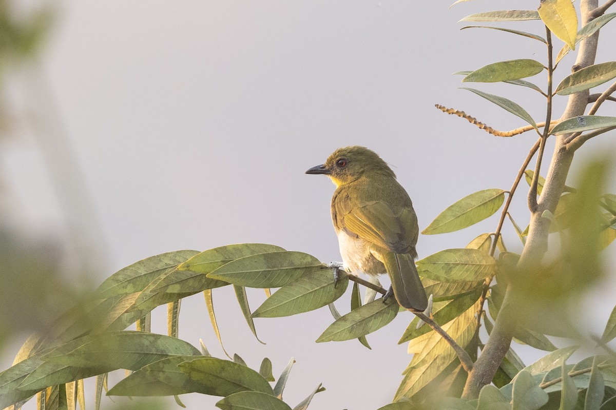 Yellow-necked Greenbul - ML621228463