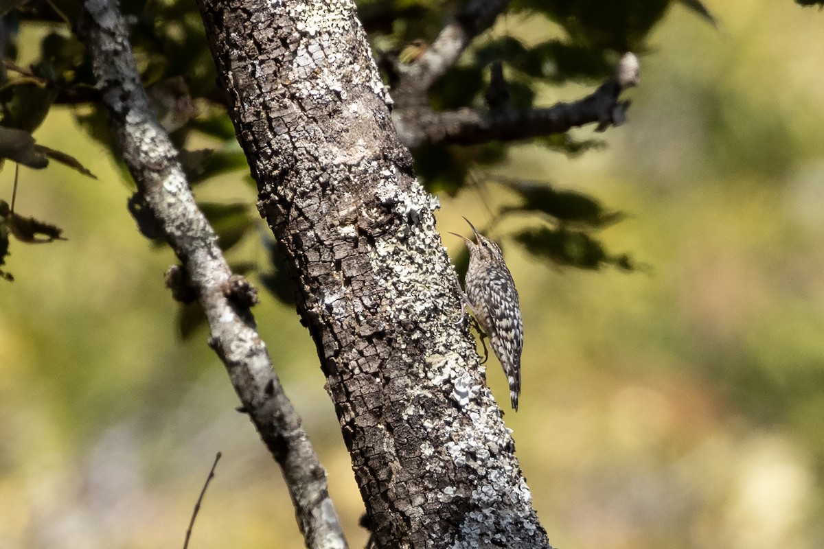 African Spotted Creeper - ML621228470