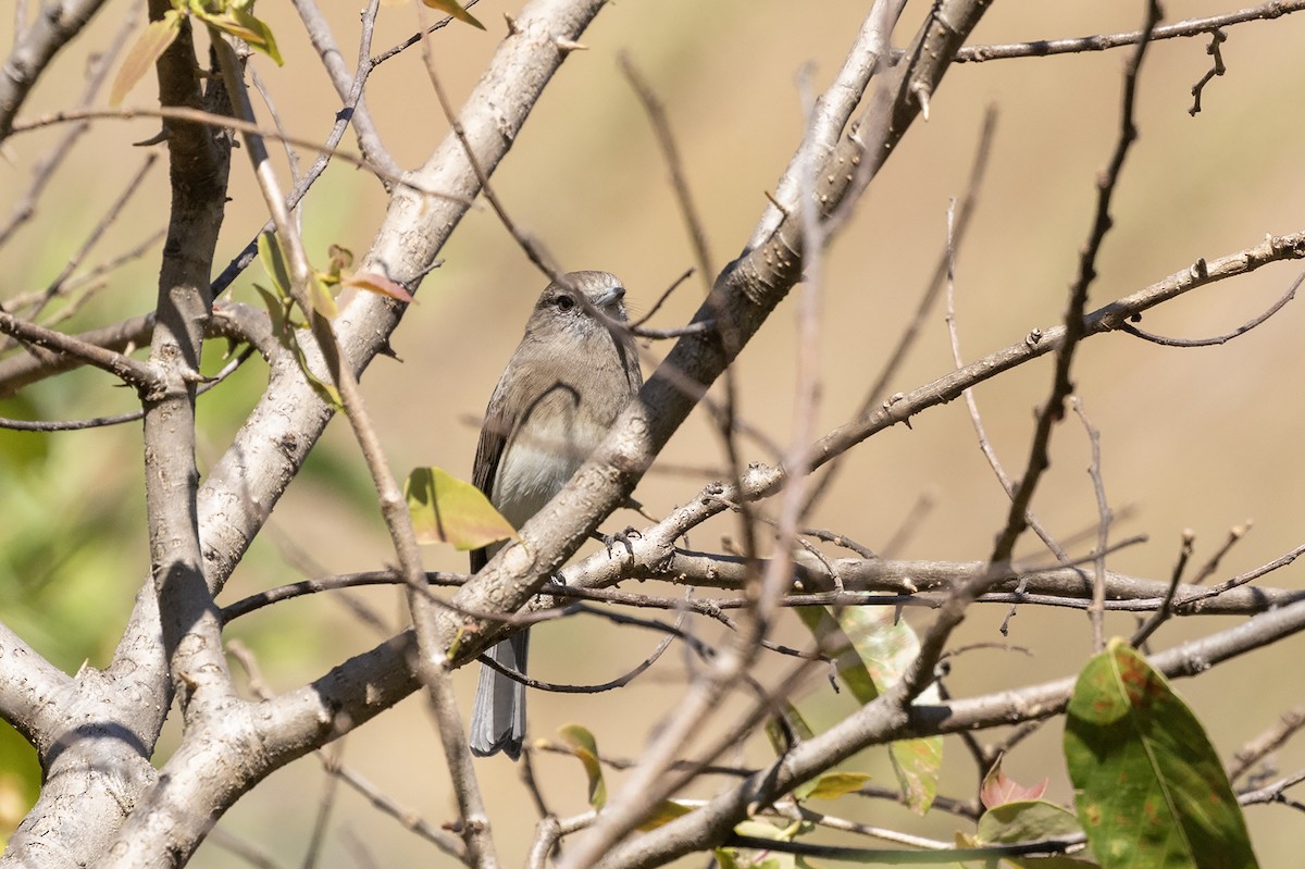 Angola Slaty-Flycatcher - ML621228495