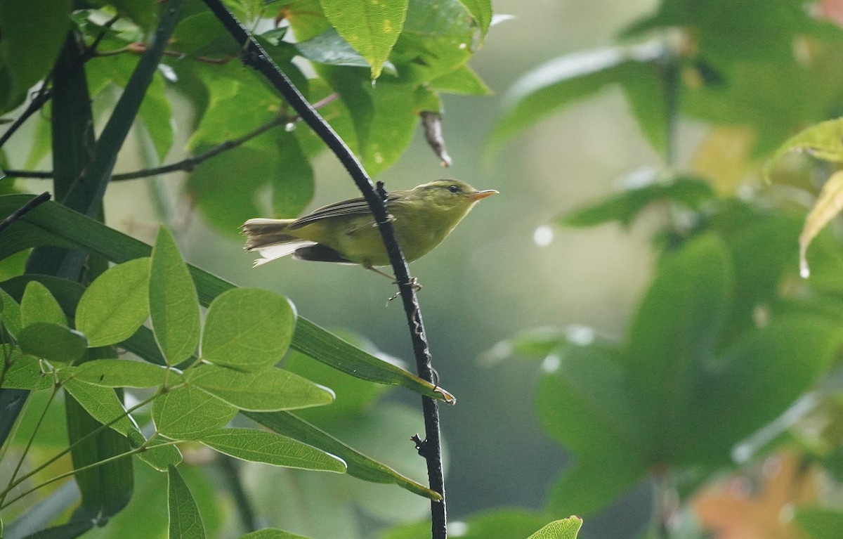 Sulphur-breasted Warbler - ML621228552