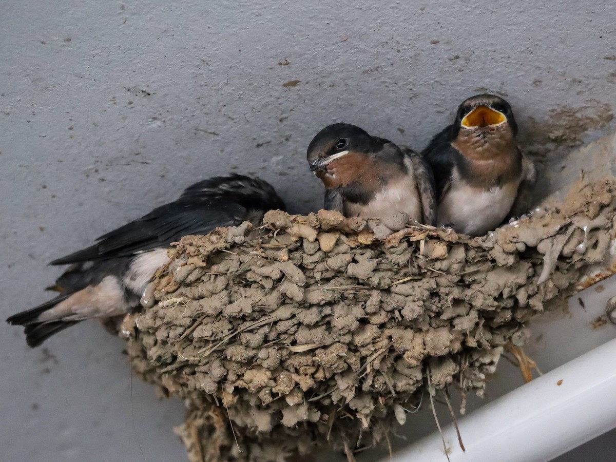 Barn Swallow (Buff-bellied) - ML621228556
