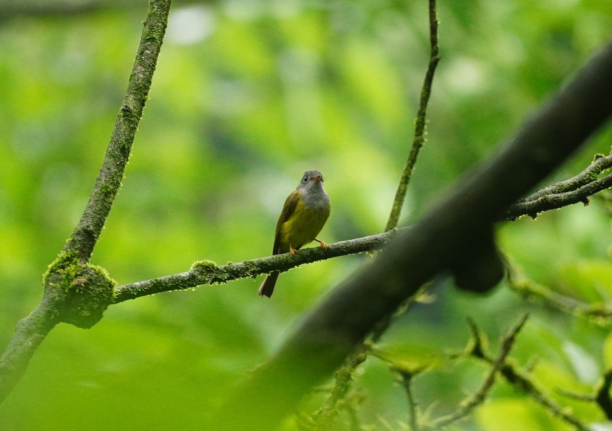 Gray-headed Canary-Flycatcher - ML621228559
