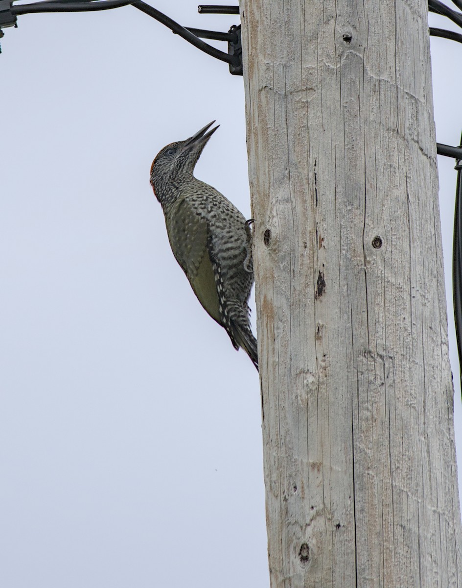Eurasian Green Woodpecker - ML621228564