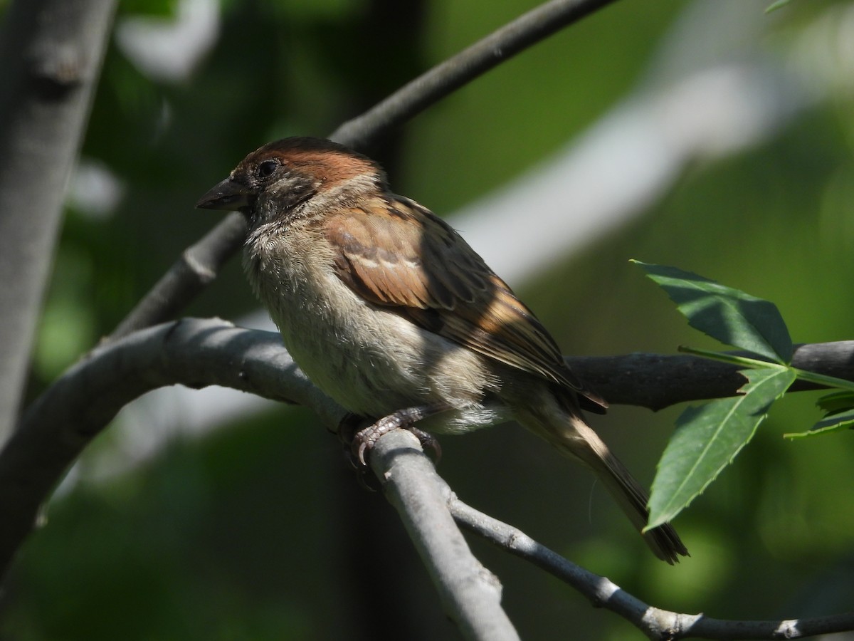 Eurasian Tree Sparrow - ML621228581