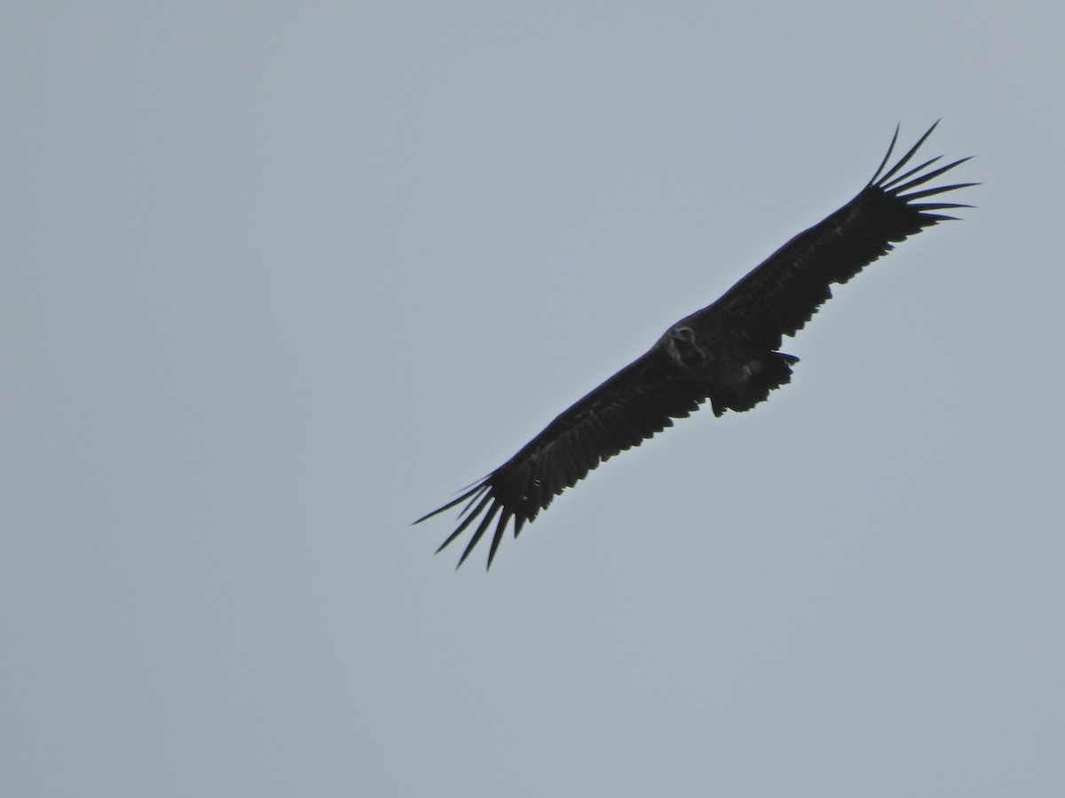 Cinereous Vulture - ML621228590