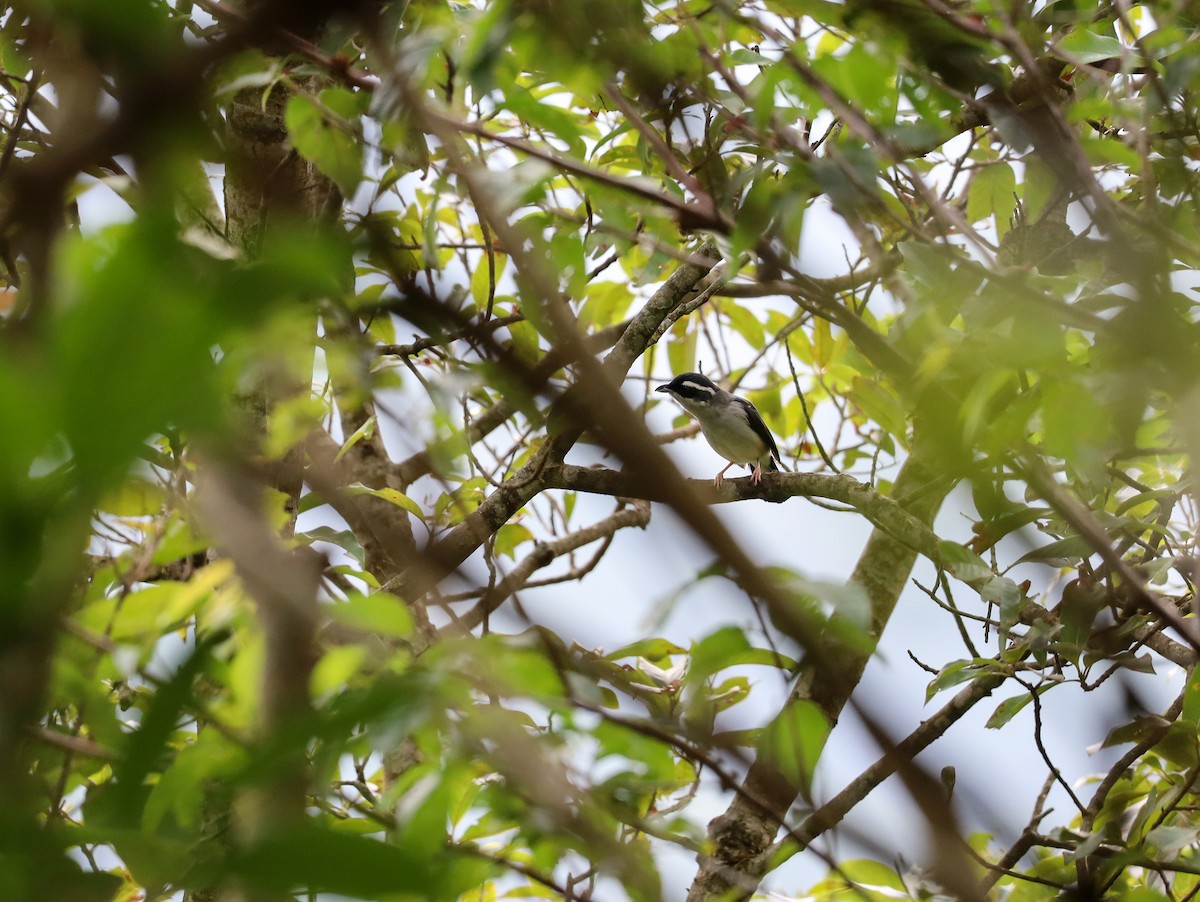 White-browed Shrike-Babbler (Blyth's) - ML621228591