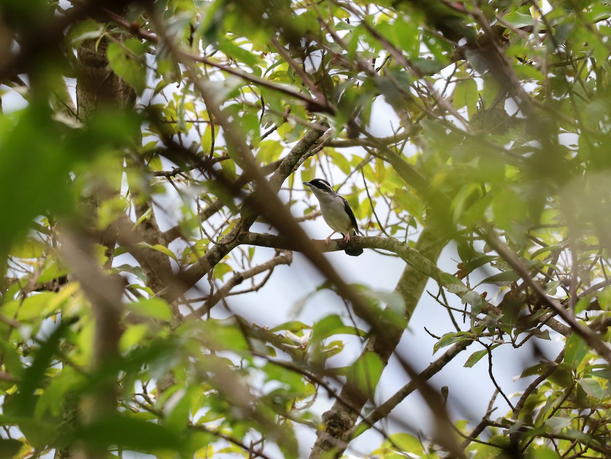 White-browed Shrike-Babbler [aeralatus Group] - ML621228592