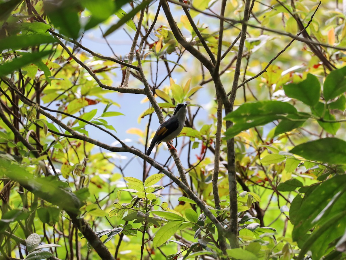 White-browed Shrike-Babbler (Blyth's) - ML621228593