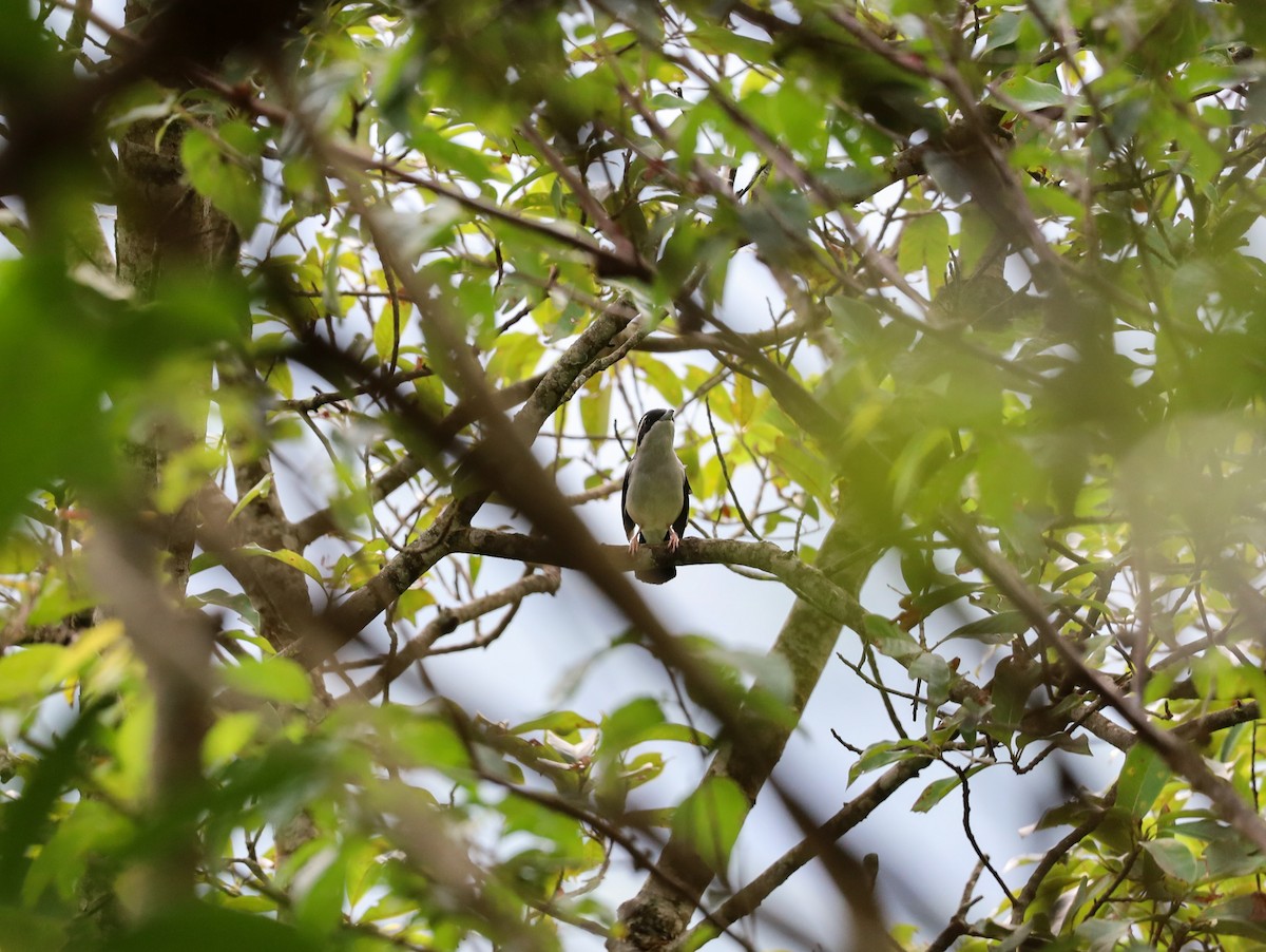 White-browed Shrike-Babbler (Blyth's) - ML621228595