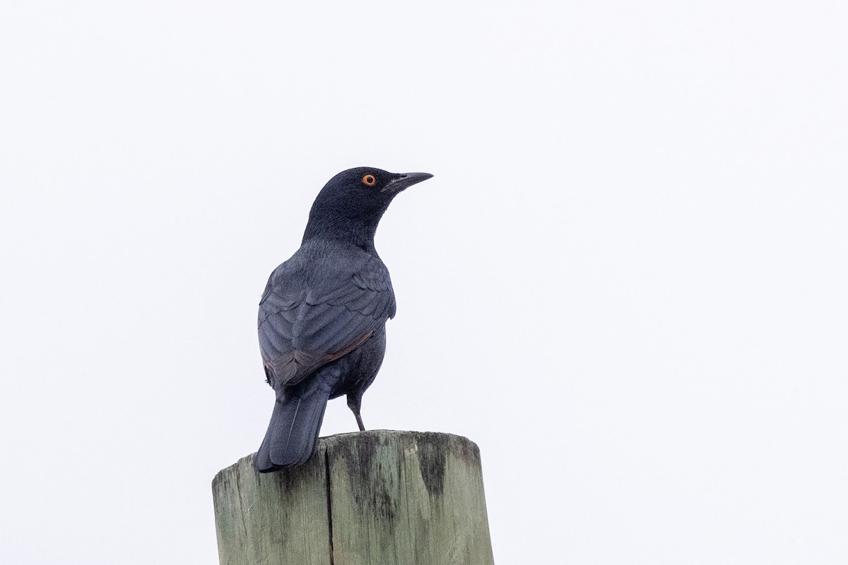 Pale-winged Starling - ML621228599