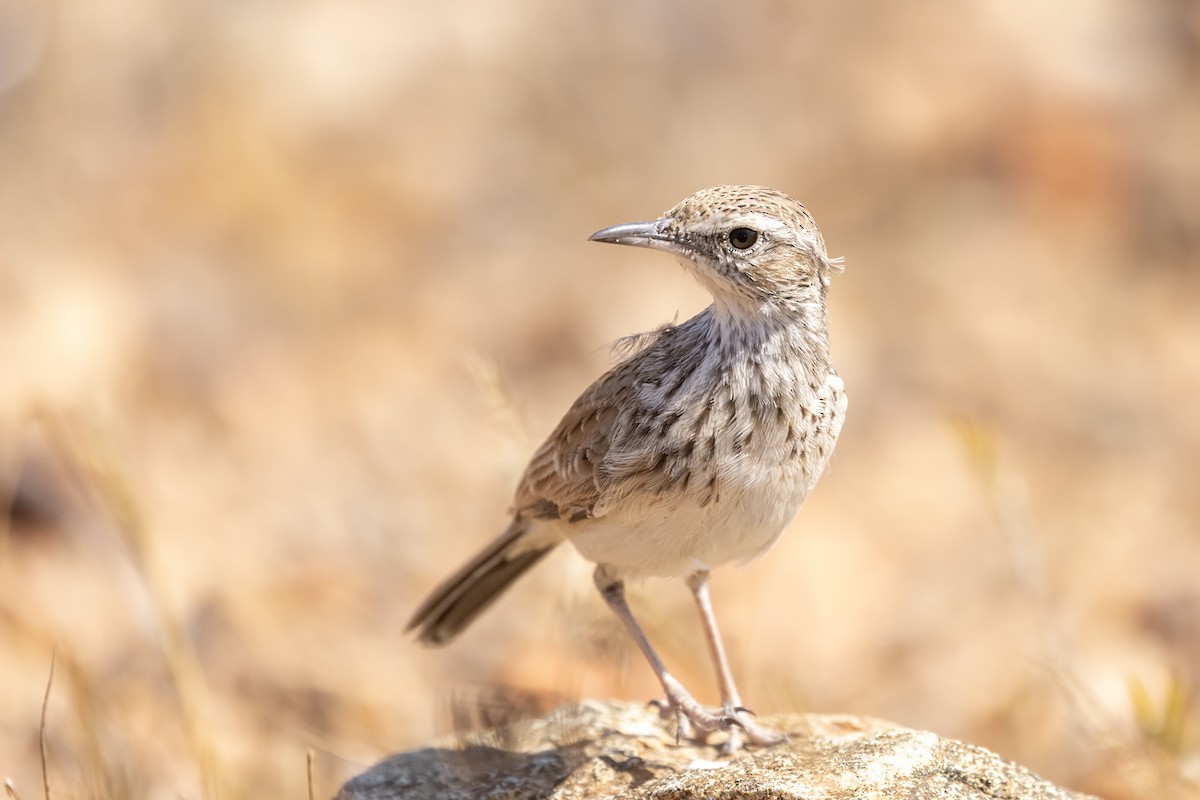 Karoo Long-billed Lark (Benguela) - ML621228613