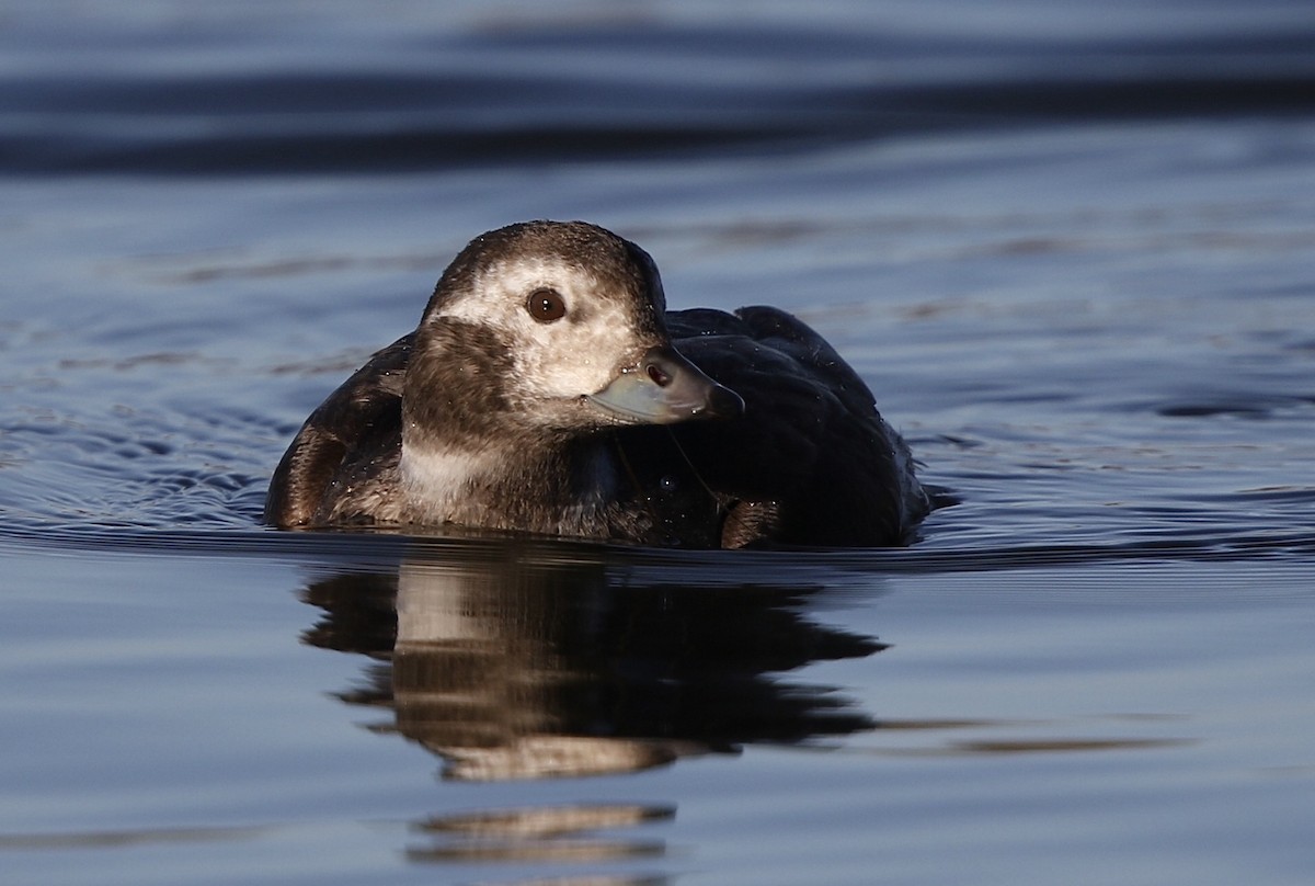 Long-tailed Duck - ML621228642
