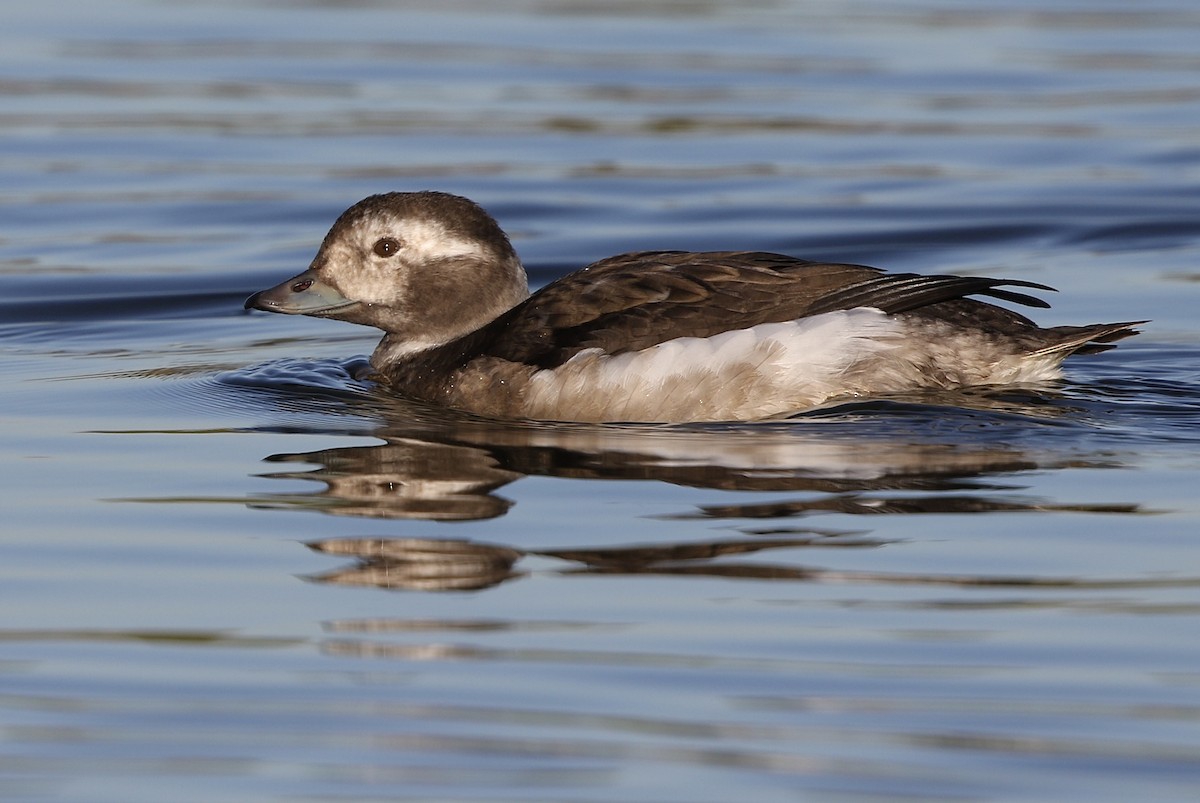 Long-tailed Duck - ML621228643