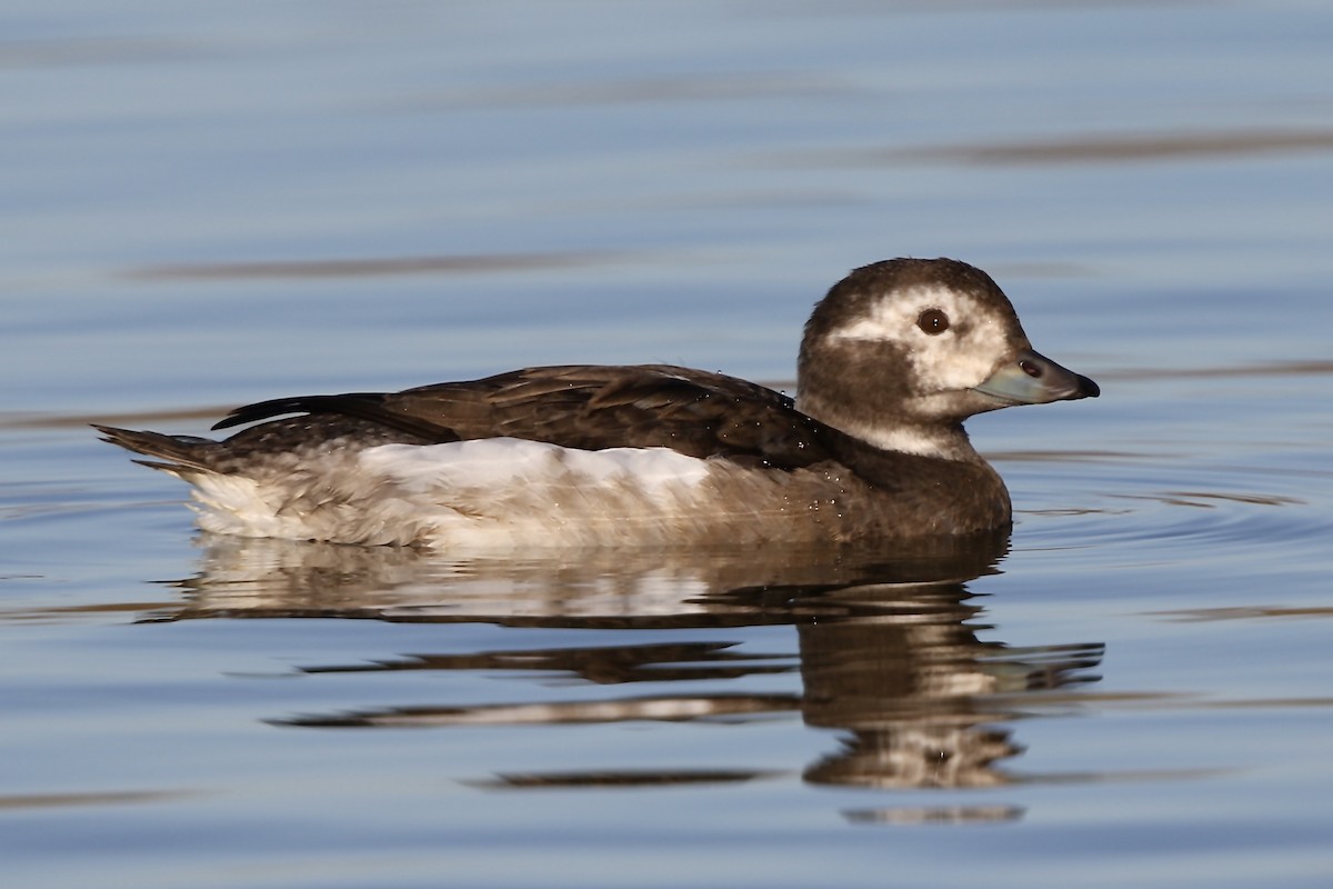 Long-tailed Duck - ML621228644