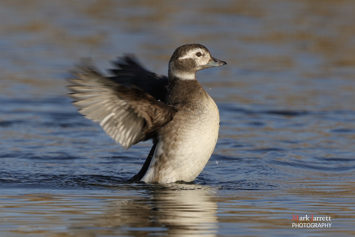 Long-tailed Duck - ML621228645