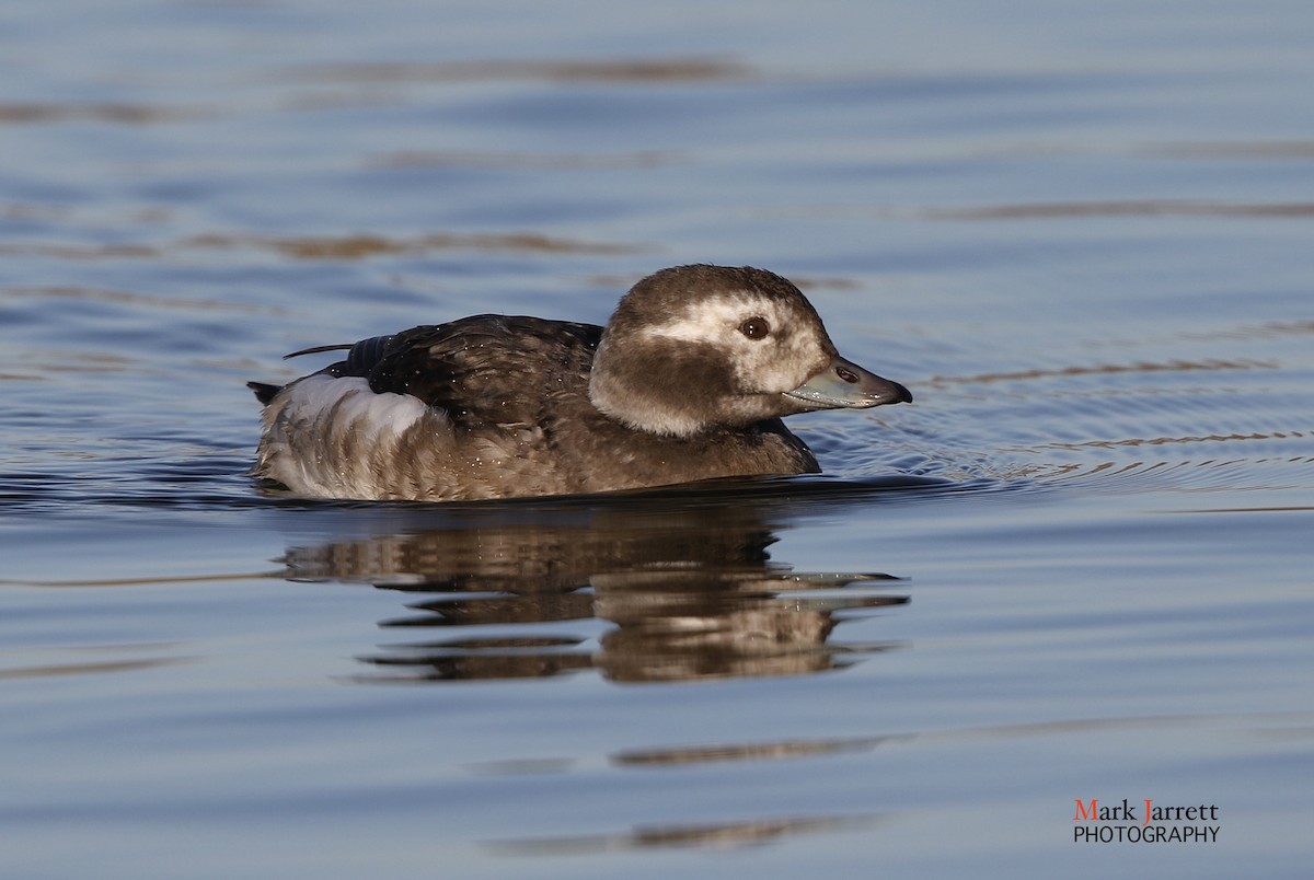 Long-tailed Duck - ML621228646